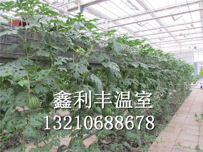 無(wú)土栽培西瓜